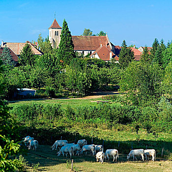 白色,母牛,放牧,乡村,法国