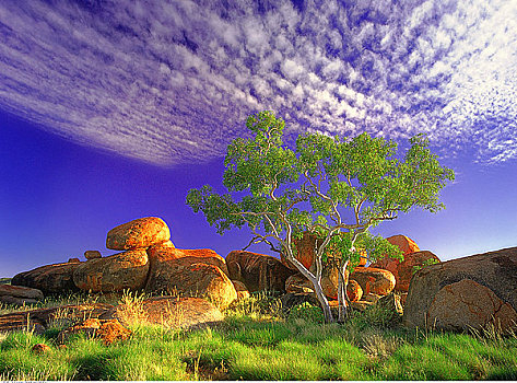 魔鬼石,橡胶树,北领地州,澳大利亚