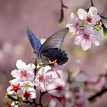 蝴蝶,漂亮,花