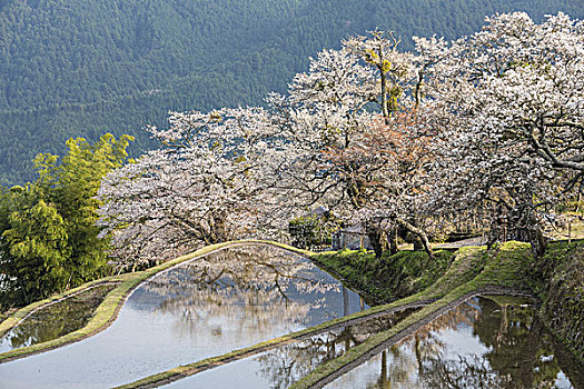 樱花,稻米梯田,日本