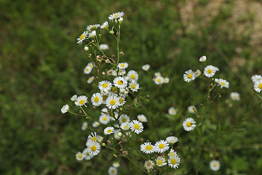 小白花