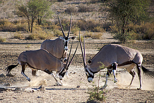 南非大羚羊,争斗