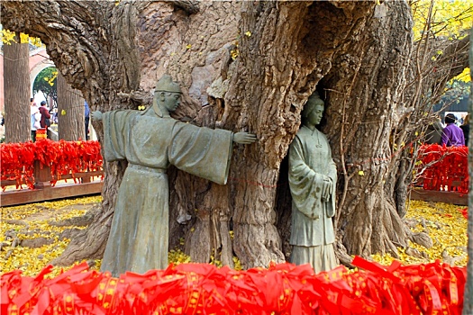山东省日照市,4000年银杏树身披金甲,游客打太极,练瑜伽,诵读经典各得其乐