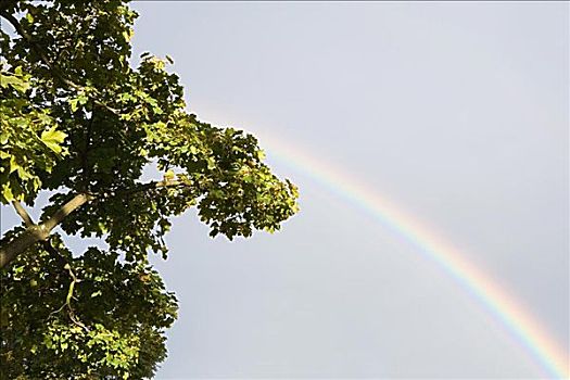 彩虹,树