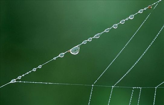露珠,蜘蛛网,北莱茵威斯特伐利亚,德国