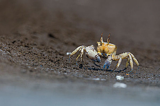 灵异,螃蟹,跑,沙子,马斯喀特,阿曼,亚洲