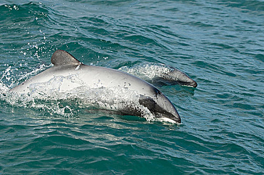 海豚,成年,年轻,水面急行,南岛,新西兰