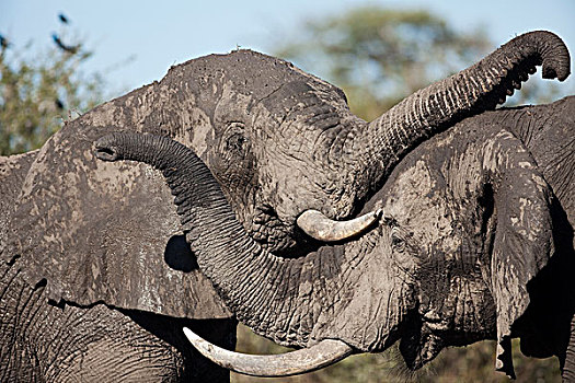 非洲象,雄性动物,打斗,克鲁格国家公园,南非