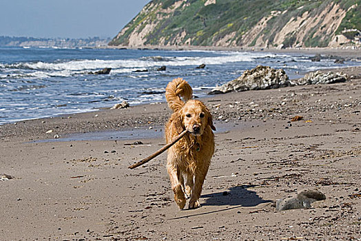 金毛猎犬,走,棍,海滩,圣芭芭拉,加利福尼亚