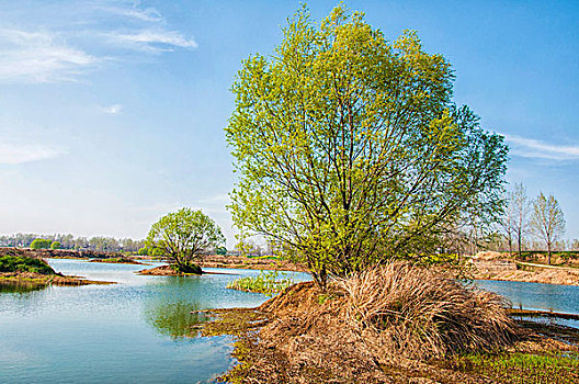 生态湿地中的树木和河流