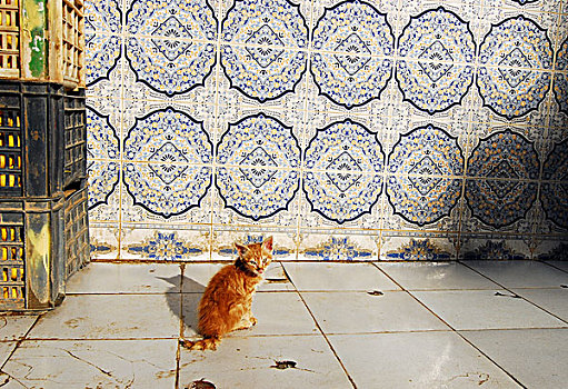algeria,algiers,kitten,sitting,on,tiled,floor,by,wall