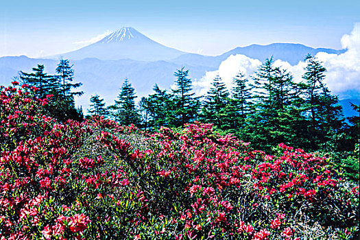 花,山,富士山