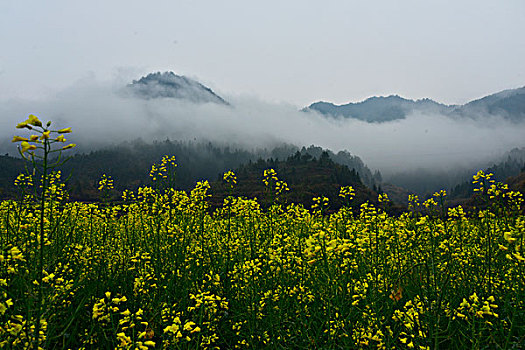 江南雾里乡村