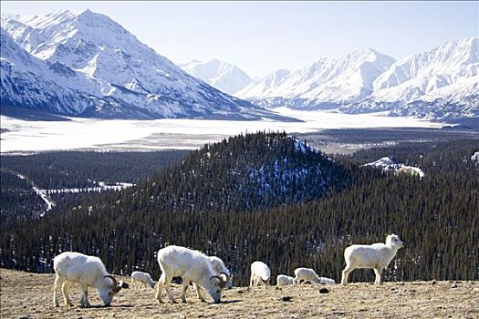 野大白羊,白大角羊,绵羊,山,克卢恩国家公园,育空地区,加拿大,北美
