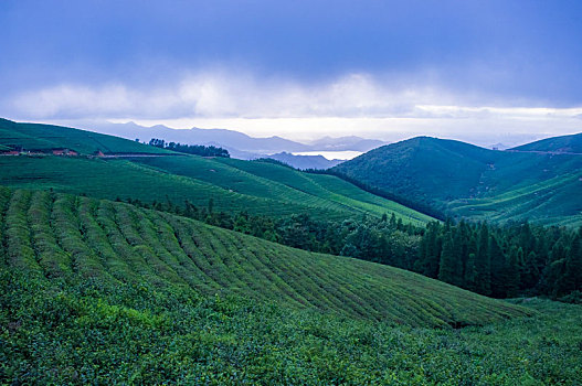 茶园,茶山,茶叶,翠绿,线条,绿茶,绿色,山