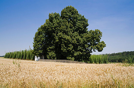 老,菩提树,椴树属,自然遗产,靠近,海拉陶,区域,巴伐利亚,德国,欧洲