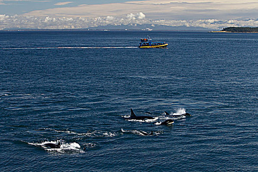 逆戟鲸,观鲸,船,近东,岬角,岛屿,加拿大