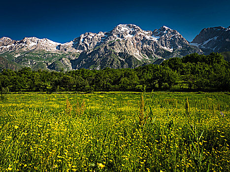 雪山,黄花,草地,靠近,吉尔吉斯斯坦,亚洲