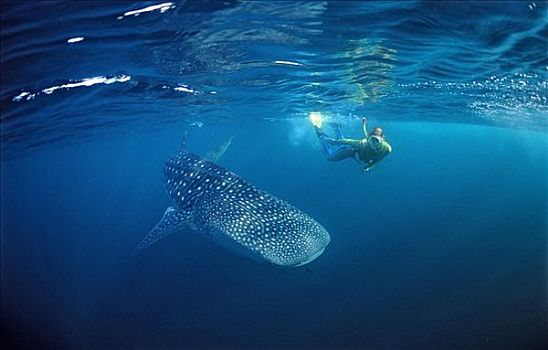 雌性,水下呼吸管,鲸鲨,马尔代夫,印度洋