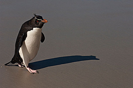 凤冠企鹅,南跳岩企鹅,海滩,岛屿,福克兰群岛