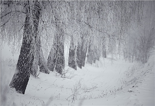 黑白,冬天,桦树,雾