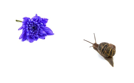 花园,蜗牛,头部,蓝花,远景