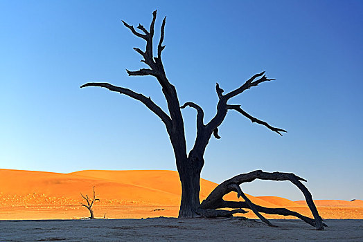 骆驼,刺,树,刺槐,剪影,早晨,亮光,死亡谷,索苏维来地区,纳米比诺克陆夫国家公园,纳米布沙漠,纳米比亚,非洲