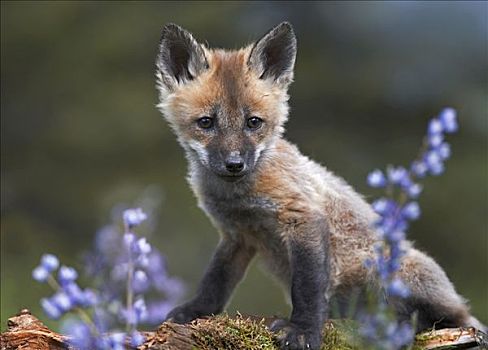 红狐,狐属,北美