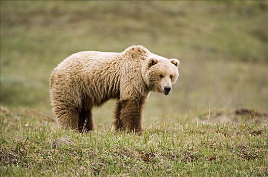 棕熊,德纳里峰国家公园,阿拉斯加,美国,北美
