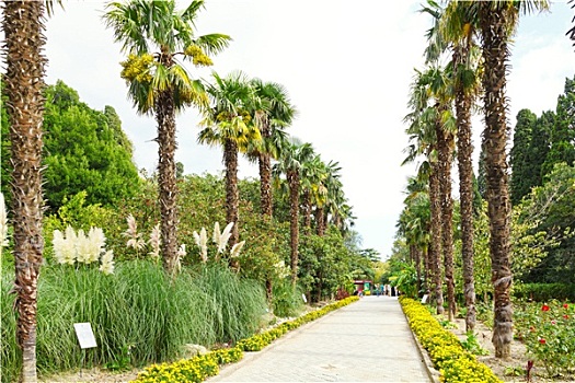 人,棕榈树,小路,植物园