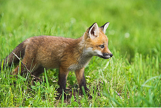 红狐,幼仔,草丛