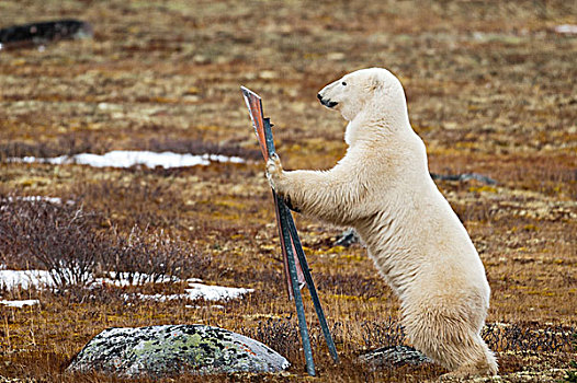 北极熊,站立,后腿,标识,丘吉尔市,曼尼托巴,加拿大