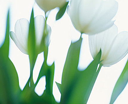 郁金香,花,特写,白色,模糊,远景,郁金香属,百合,植物,观赏植物,花园,装饰,切片,季节,春天,黎明