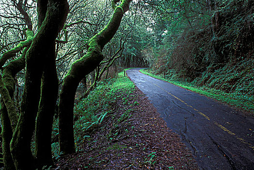 道路,通过,树林,州立公园,金门,国家休闲度假区,加利福尼亚,美国