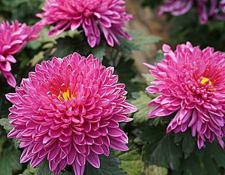 花谷奇缘赏菊季