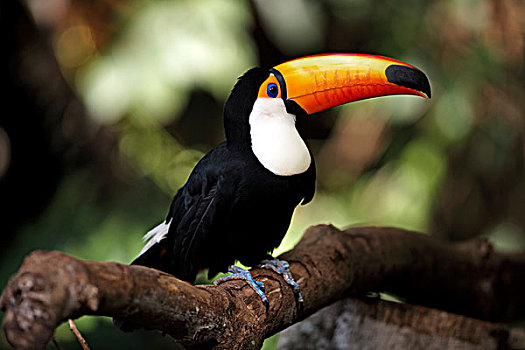 托哥巨嘴鸟,成年,栖息,树上,潘塔纳尔,巴西,南美
