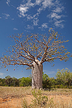 树,靠近,土耳其,溪流,金伯利地区,西澳大利亚州,澳大利亚