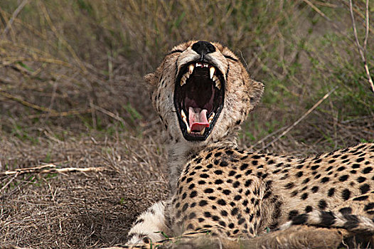 印度豹,猎豹,哈欠,恩戈罗恩戈罗,保护区,坦桑尼亚