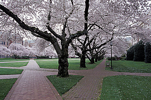 美国,华盛顿,西雅图,樱花,线组,华盛顿大学