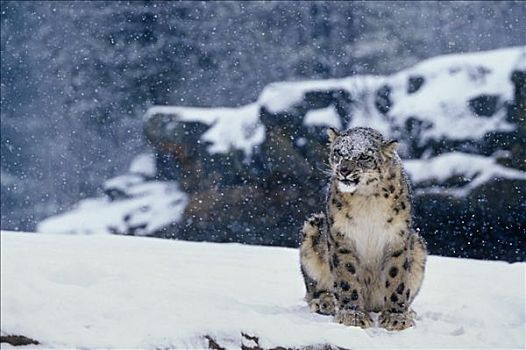 雪豹,坐,雪中