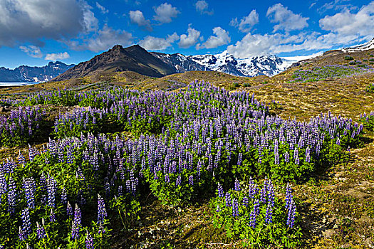 风景,春花,山,背景,斯卡夫塔菲尔国家公园,冰岛