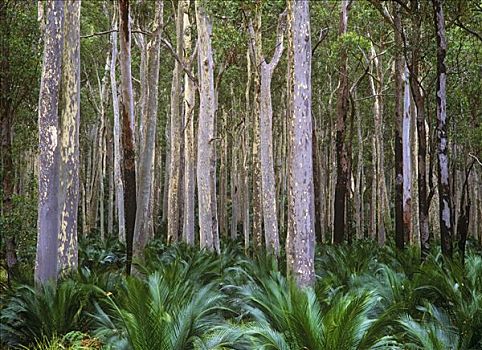 树林,澳大利亚