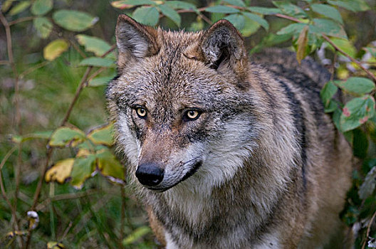 灰狼,狼,头像,动物,公园,巴伐利亚森林国家公园,巴伐利亚,德国,欧洲
