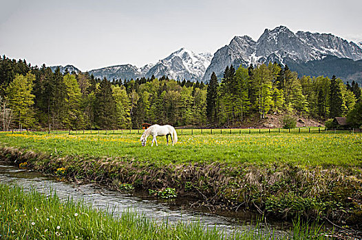 放牧,马,草场,巴伐利亚阿尔卑斯山,雪