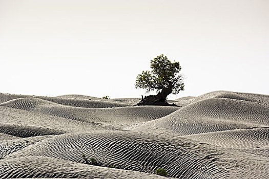 中国,沙漠,树,白杨