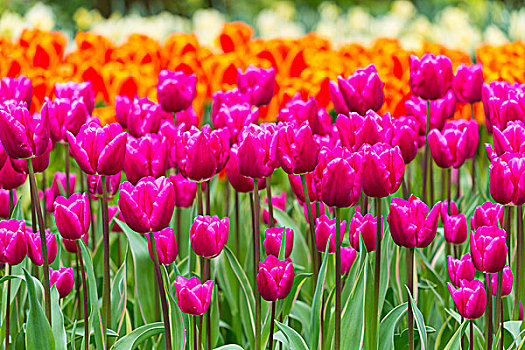 彩色,郁金香,春天,库肯霍夫花园,荷兰南部,荷兰