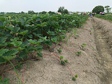 草莓苗,大田草莓