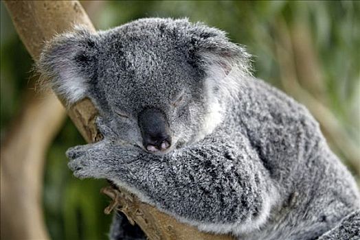 树袋熊,成年,休息,睡觉,澳大利亚