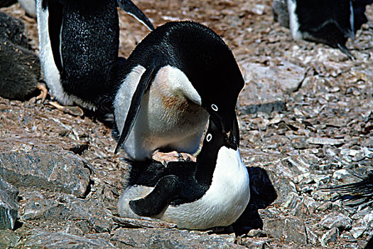 南极,阿德利企鹅,求爱