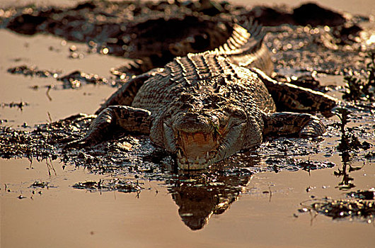 咸水鳄,河口,鳄鱼,日光浴,黄色,水,干河道,卡卡杜国家公园,北领地州,澳大利亚